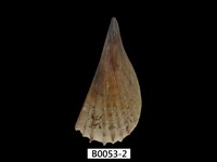 藏品(尖角江珧蛤 )的圖片